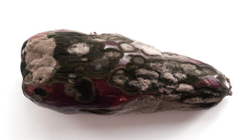 Сіра гниль баклажан Сіра гниль баклажан