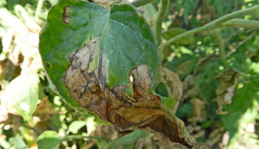 Фітофтороз баклажанів Фітофтороз баклажанів