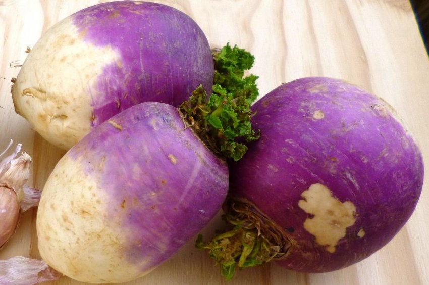 Ріпа грибовська