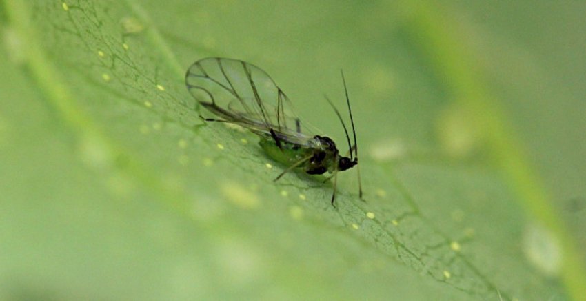 Попелиця Попелиця