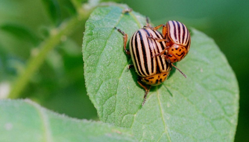 Колорадський жук Колорадський жук