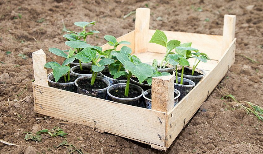 Пересадка в теплицю Пересадка в теплицю
