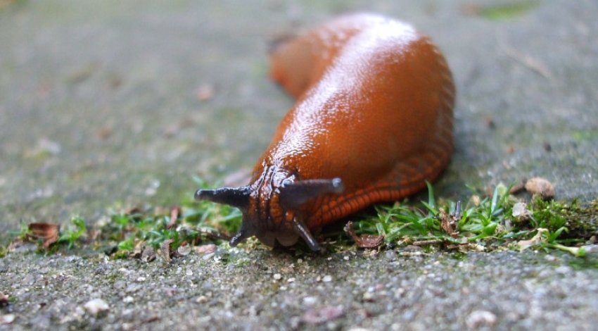 Slug Slug