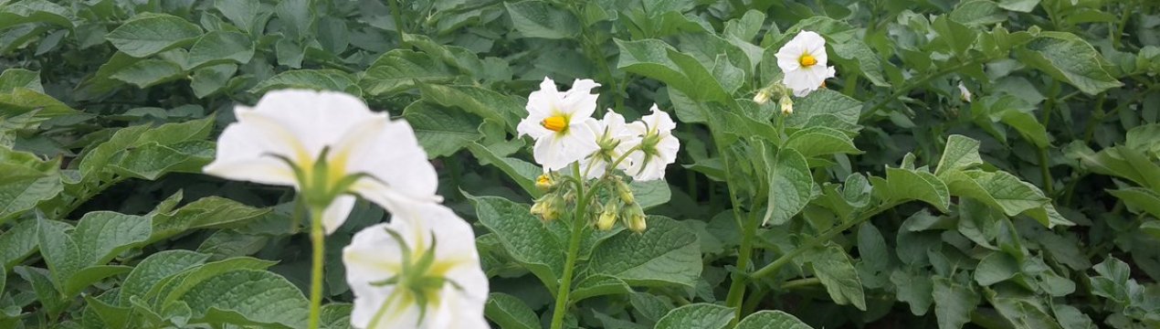 Картофель Винета: описание и выращивание сорта, особенности ухода