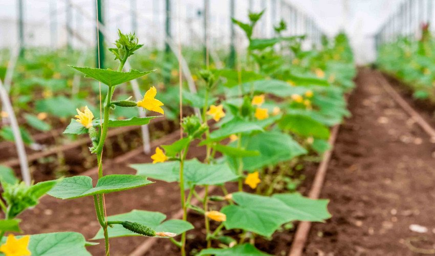 Огірки в теплиці Огірки в теплиці
