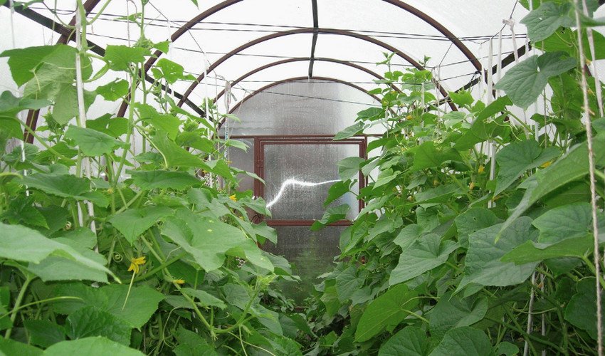 Підв'язування огірків Підв'язування огірків