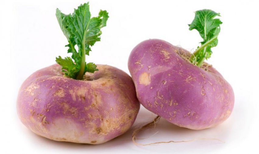 Ріпа атлантік