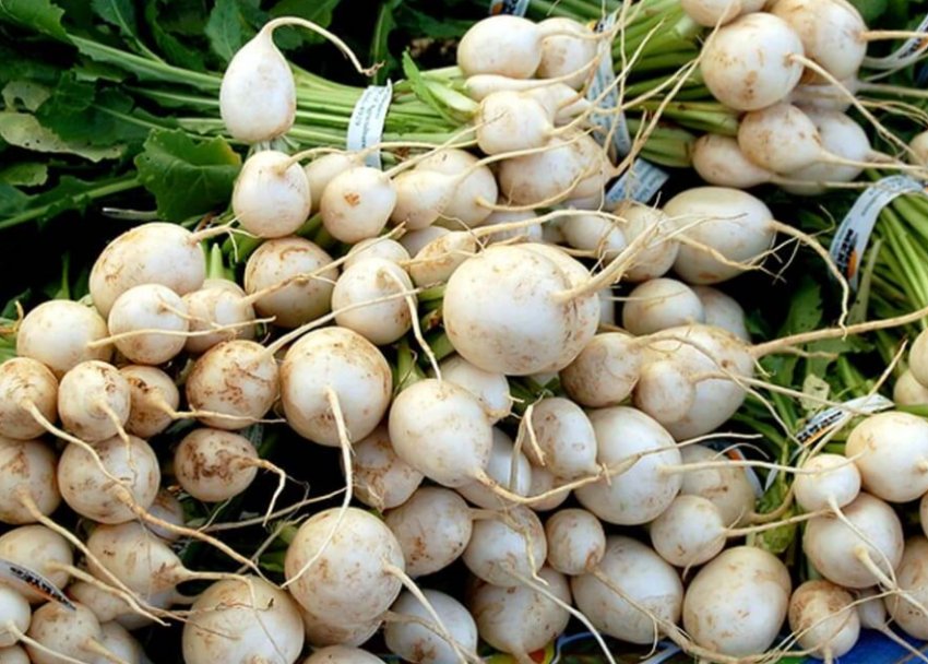 Ріпа токіо крос