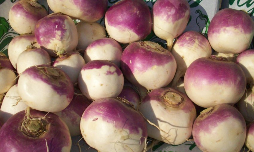 Ріпа праймера