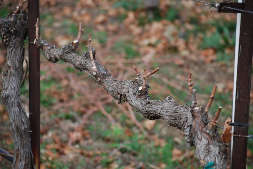 Осенняя обрезка винограда
