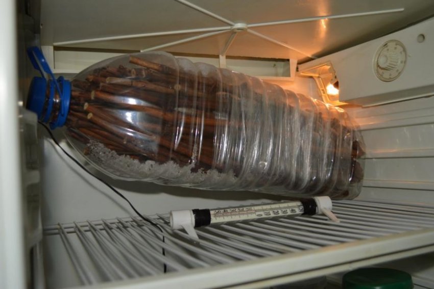 Зберігання живців винограду