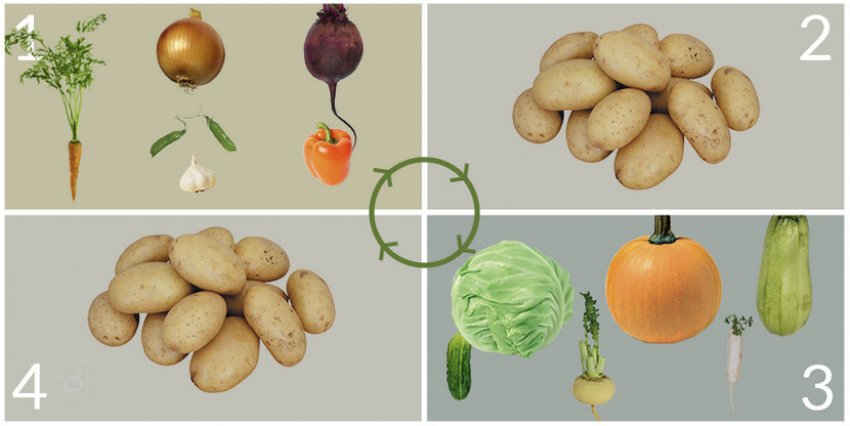 Сівозміни овочевих культур Сівозміни овочевих культур