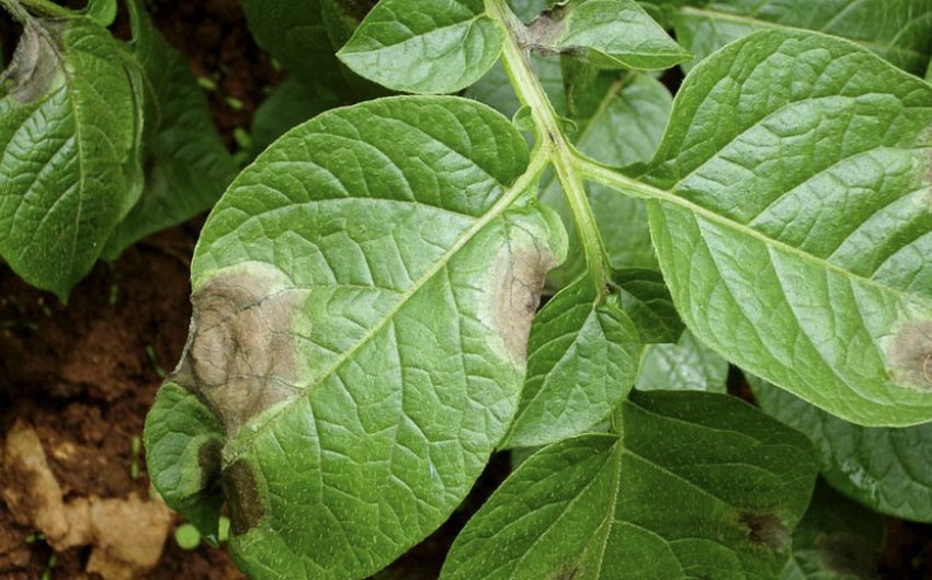 Фітофтора на картоплі Фітофтора на картоплі