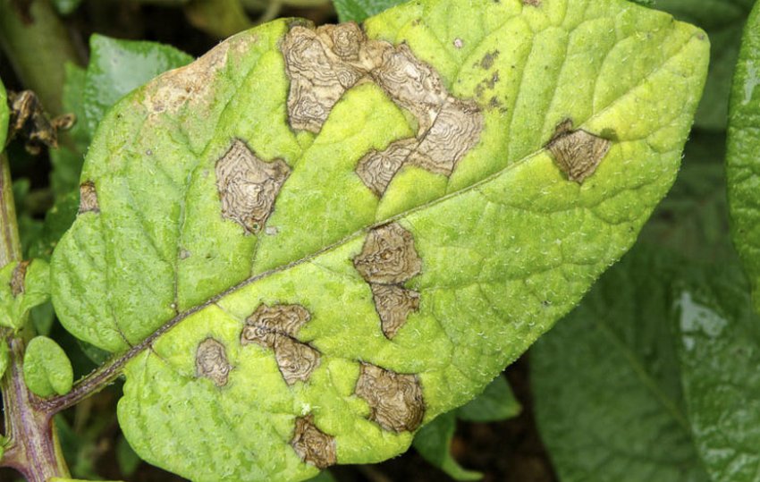 Альтернаріоз картоплі Альтернаріоз картоплі