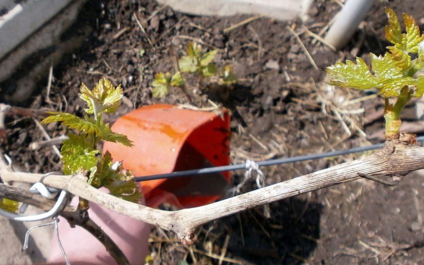 Підживлення винограду