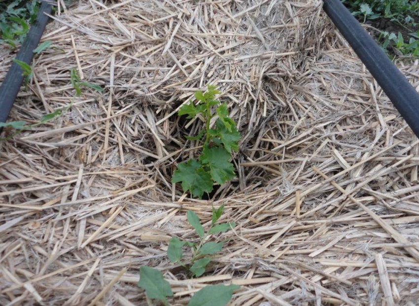 Мульчування винограду