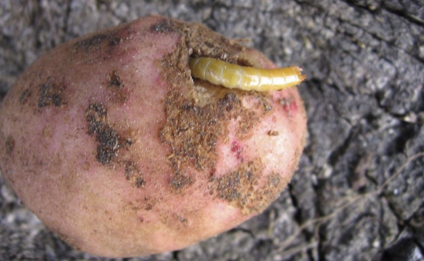 Дротянка Дротянка