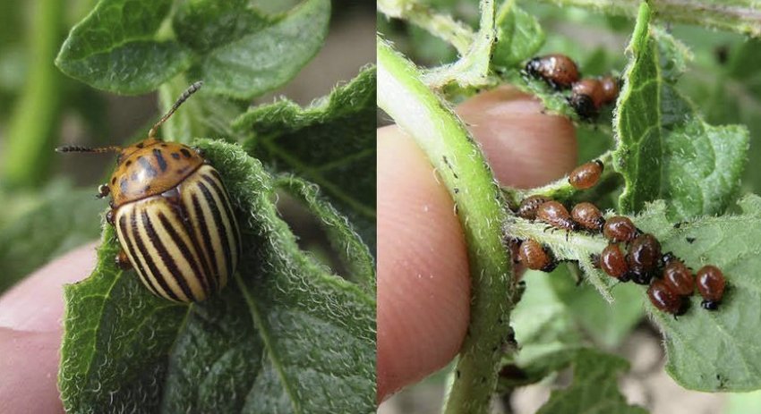 Колорадський жук Колорадський жук