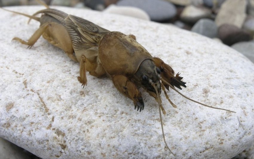 Капустянка Капустянка