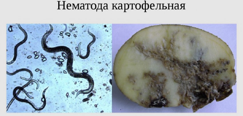 Стеблова нематода Стеблова нематода