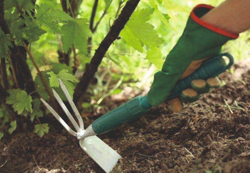 Прополка грунту