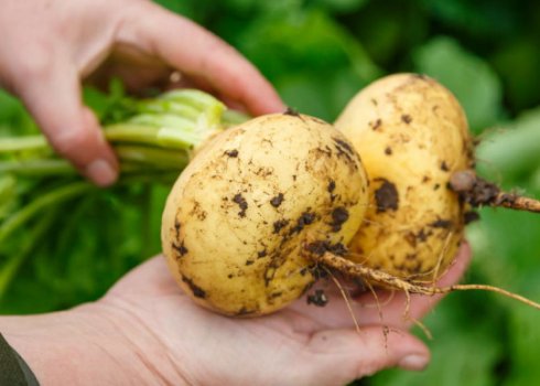 Особливості зберігання ріпи взимку в погребі