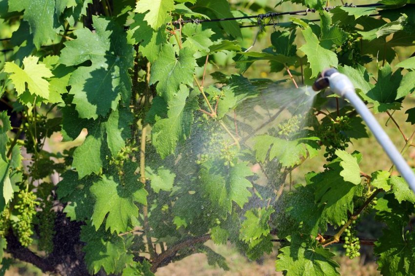 Обробка винограду