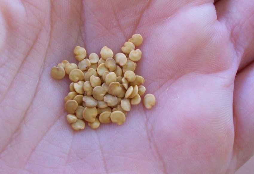 Як самостійно виростити розсаду Як самостійно виростити розсаду