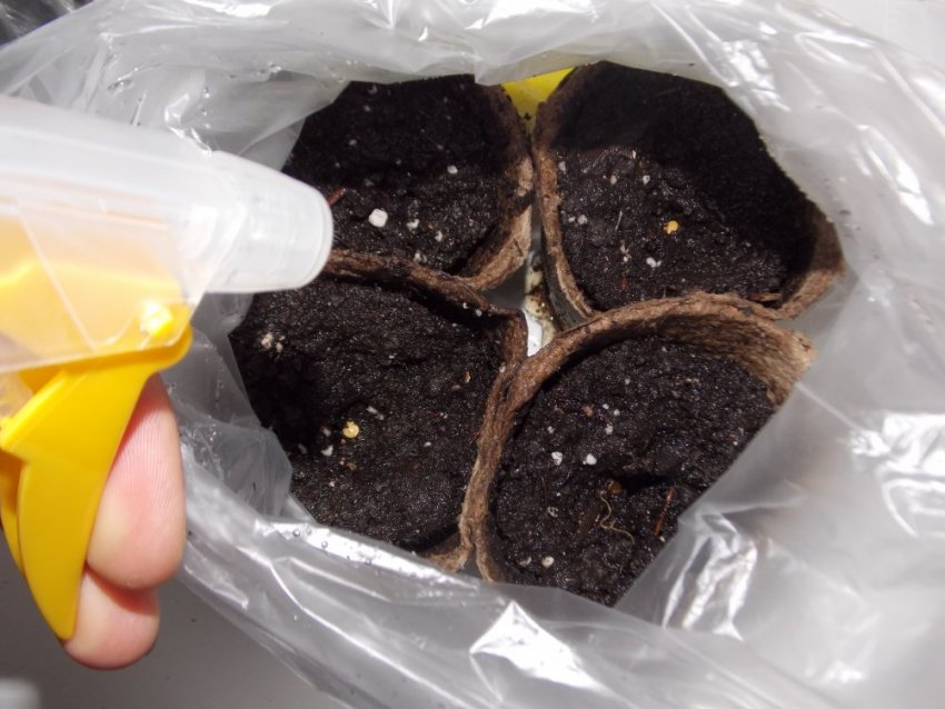 Посів насіння баклажана бібо Посів насіння баклажана бібо