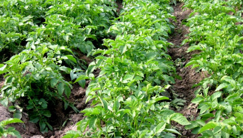 Картоплю Картоплю