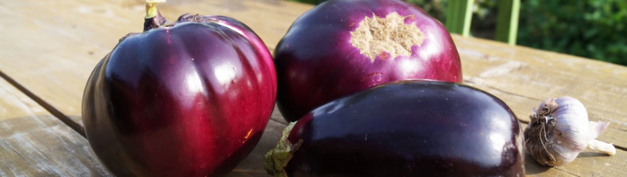 Сорти баклажанів Буржуй: опис і особливості вирощування