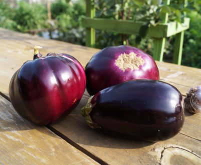 Сорти баклажанів Буржуй: опис і особливості вирощування