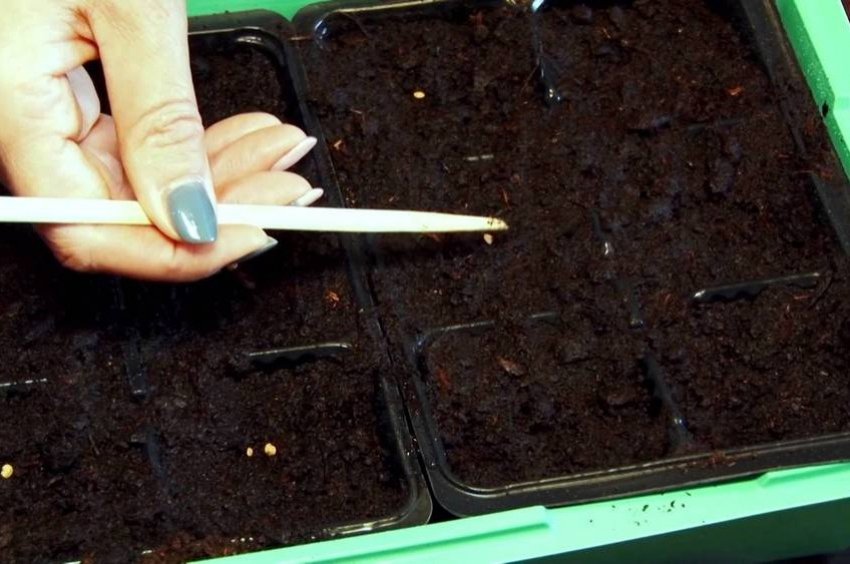 Загортання насіння на розсаду Загортання насіння на розсаду