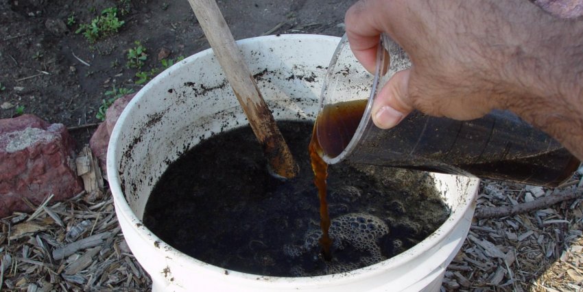 Підживлення картоплі Підживлення картоплі