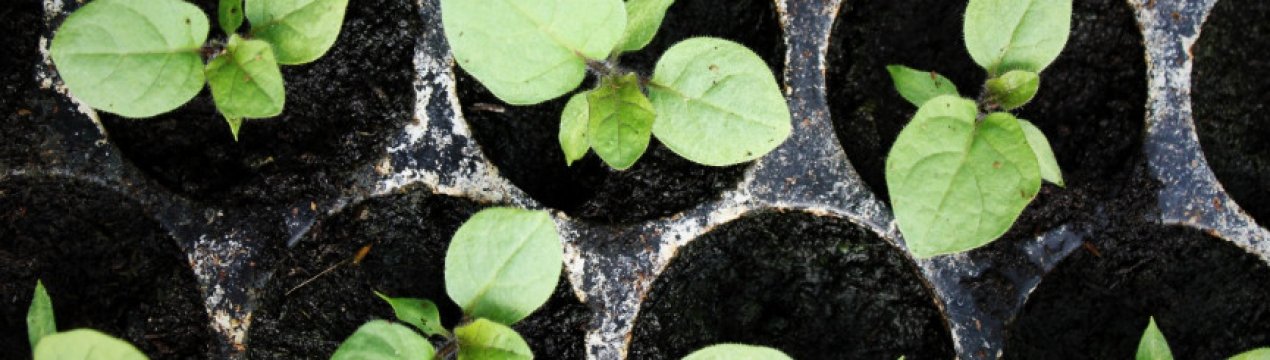 Посадка розсади баклажанів: вирощування і догляд