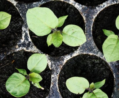 Посадка розсади баклажанів: вирощування і догляд