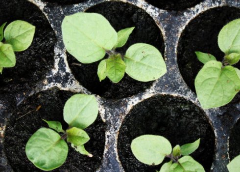 Посадка рассады баклажанов: выращивание и уход