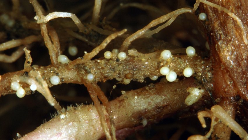 Нематоди Нематоди