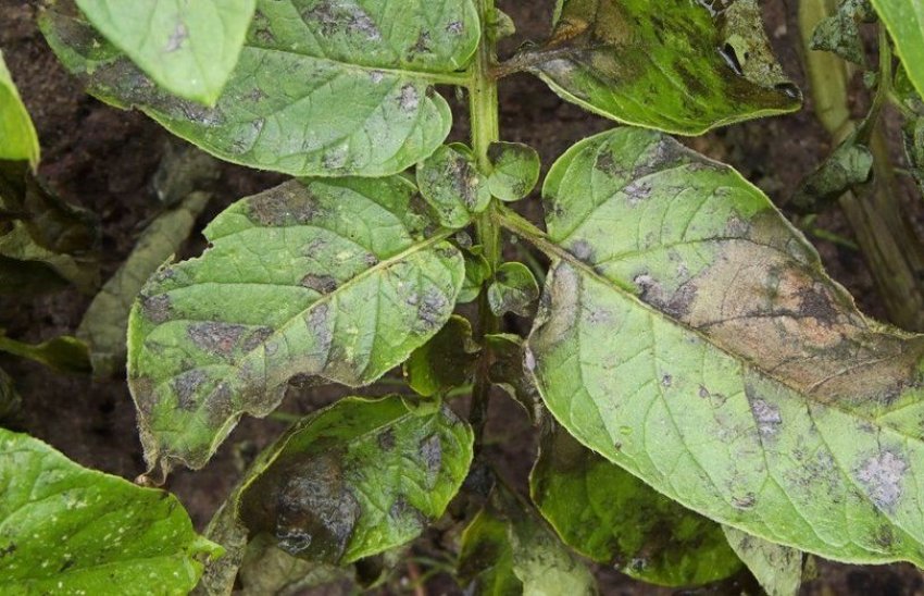 Фітофтороз Фітофтороз
