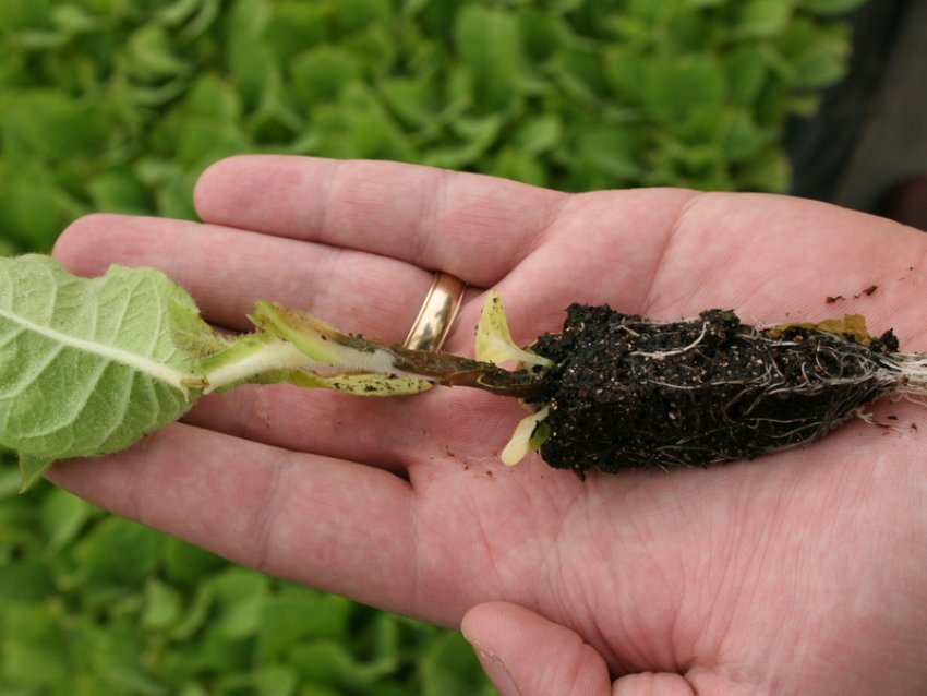 Чорна ніжка Чорна ніжка