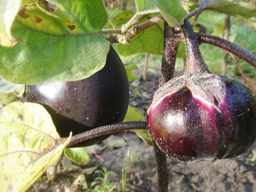 Антракноз Антракноз