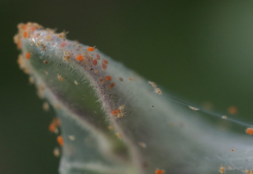 Павутинний кліщ Павутинний кліщ