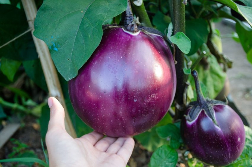 Формування куща Формування куща