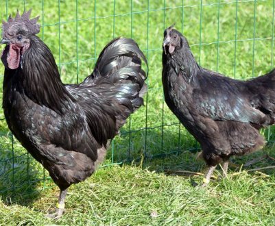 Ухейилюй: опис породи курей, їх утримання та догляд