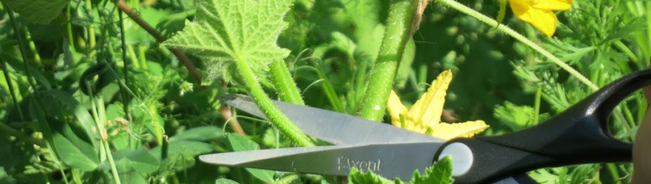 Як пасинкувати огірки в теплиці