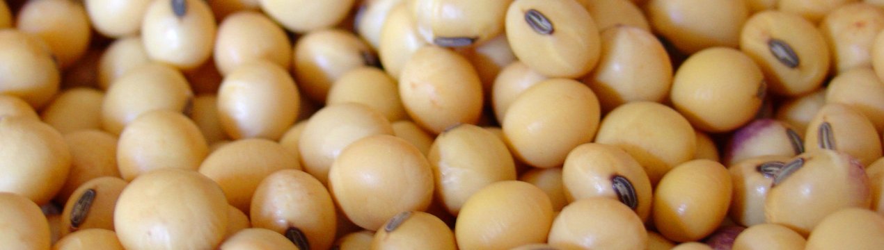 Німецькі селекціонери виростили супер-сою