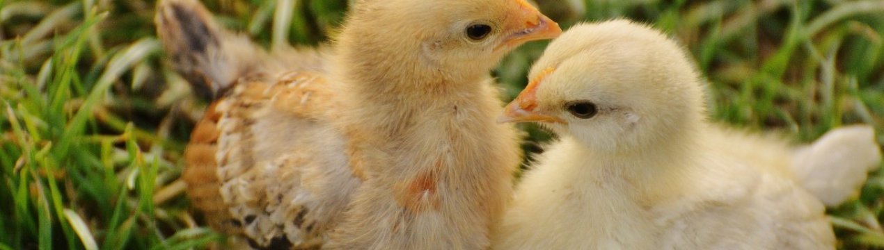 «Байтрил»: инструкция по применению для лечения и профилактики цыплят
