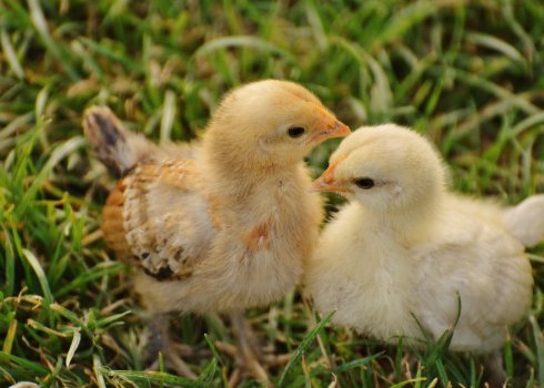 «Байтрил»: інструкція по застосуванню для лікування і профілактики курчат