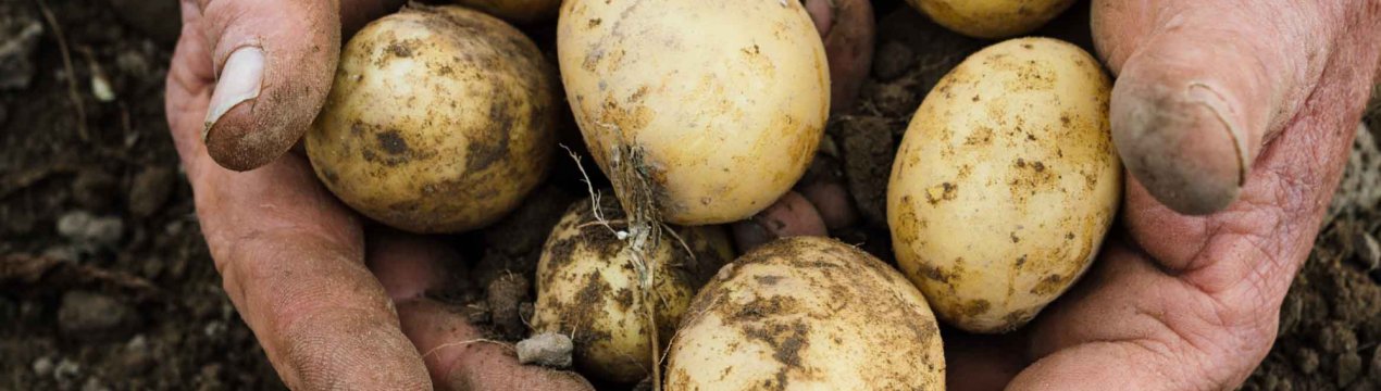  Сорт картоплі Чарівник: характеристика, особливості посадки і вирощування