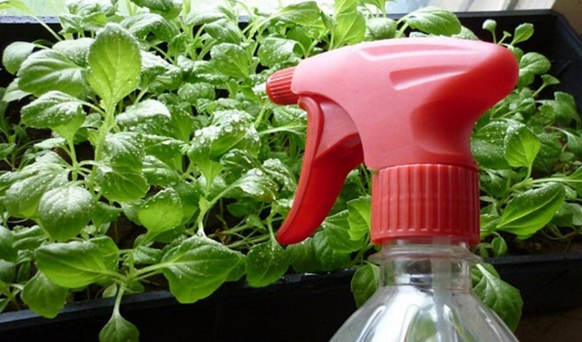 Підживлення